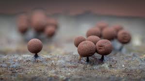 Attēlu rezultāti vaicājumam “Enerthenema papillatum”