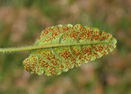 Attēlu rezultāti vaicājumam “Trachyspora intrusa”