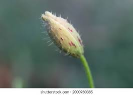 Attēlu rezultāti vaicājumam “Papaver argemone bud”