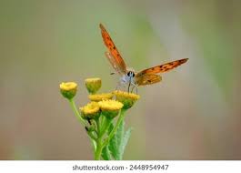 Attēlu rezultāti vaicājumam “Lycaeniinae”