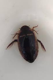 Attēlu rezultāti vaicājumam “Hydaticus transversalis”