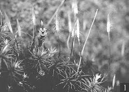 Attēlu rezultāti vaicājumam “Helodium blandowii sporophyte”