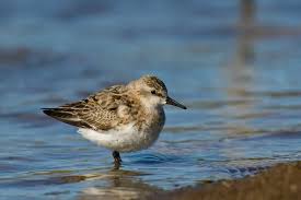 Image result for Calidris ruficollis