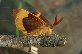 Attēlu rezultāti vaicājumam “Lasiocampa quercus”