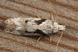 Attēlu rezultāti vaicājumam “Carpatolechia alburnella”