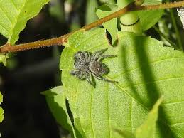 Attēlu rezultāti vaicājumam “Trichia longipalpis macro”