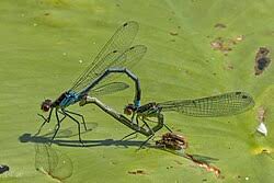 Attēlu rezultāti vaicājumam “Erythromma najas”