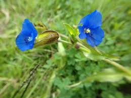 Attēlu rezultāti vaicājumam “Commelina coelestis”