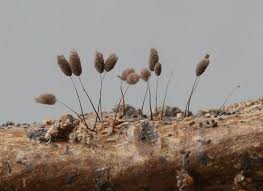 Attēlu rezultāti vaicājumam “Comatricha ellae spores”