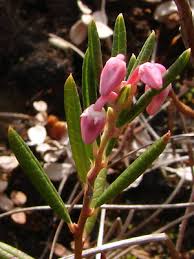 Attēlu rezultāti vaicājumam “Andromeda polifolia bud”