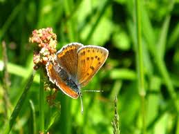 Attēlu rezultāti vaicājumam “Lycaena hippothoe male”