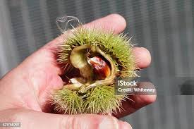 Attēlu rezultāti vaicājumam “Castanea sativa  fruit”