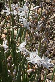 Image result for Asphodelus fistulosus