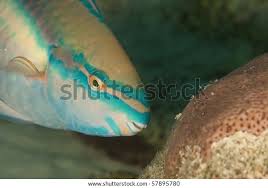 Image result for Scarus taeniopterus