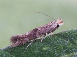 Attēlu rezultāti vaicājumam “Bucculatrix rhamniella”