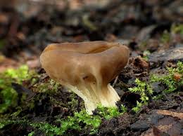 Attēlu rezultāti vaicājumam “Helvella acetabulum”