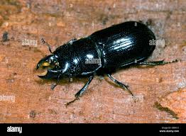 Attēlu rezultāti vaicājumam “Ceruchus chrysomelinus”