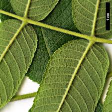 Attēlu rezultāti vaicājumam “Juglans cinerea leaf”