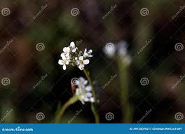 Attēlu rezultāti vaicājumam “Arabis hirsuta flower”