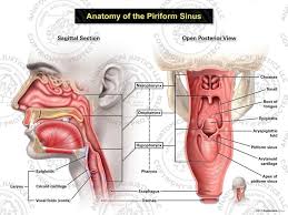 Attēlu rezultāti vaicājumam “Cribraria piriformis”