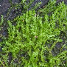 Attēlu rezultāti vaicājumam “Cephalozia bicuspidata”