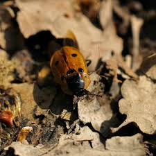 Attēlu rezultāti vaicājumam “Clytra quadripunctata”