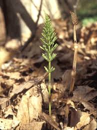 Attēlu rezultāti vaicājumam “Equisetum arvense”
