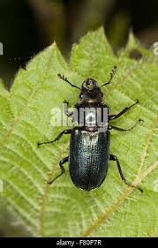 Attēlu rezultāti vaicājumam “Platycerus caraboides”