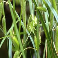 Attēlu rezultāti vaicājumam “Carex pseudocyperus male flower”