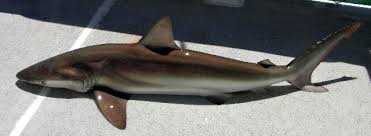 Image result for Carcharhinus brachyurus