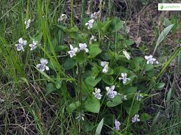 Attēlu rezultāti vaicājumam “Viola riviniana leaf”