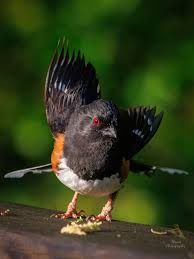 Image result for Pipilo erythrophthalmus