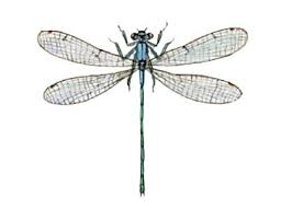 Attēlu rezultāti vaicājumam “Nehalennia speciosa”