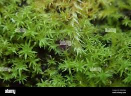 Attēlu rezultāti vaicājumam “Dichodontium pellucidum”