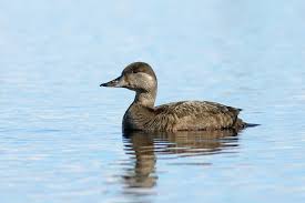 Attēlu rezultāti vaicājumam “Melanitta nigra”