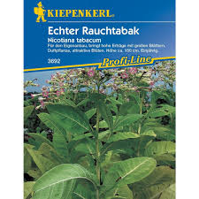 Attēlu rezultāti vaicājumam “Nicotiana tabacum”