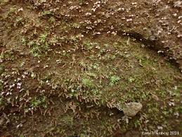 Attēlu rezultāti vaicājumam “Pohlia annotina”