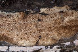 Attēlu rezultāti vaicājumam “Mycoacia fuscoatra”