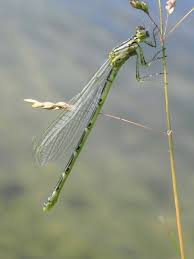 Attēlu rezultāti vaicājumam “Enallagma cyathigerum male”