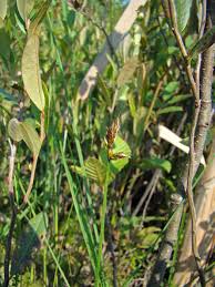 Attēlu rezultāti vaicājumam “Carex chordorrhiza”