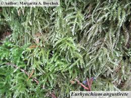 Attēlu rezultāti vaicājumam “Eurhynchium angustirete”