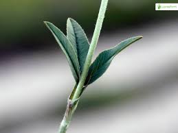 Attēlu rezultāti vaicājumam “Trifolium montanum fruit”