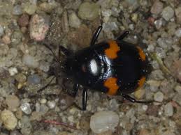 Attēlu rezultāti vaicājumam “Scaphidium quadrimaculatum”