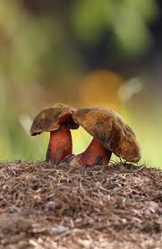 Attēlu rezultāti vaicājumam “Sutorius luridiformis”