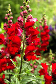 Image result for Antirrhinum majus maximum