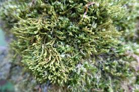 Attēlu rezultāti vaicājumam “Anomodon viticulosus”