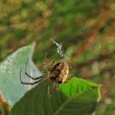 Attēlu rezultāti vaicājumam “Metellina segmentata”