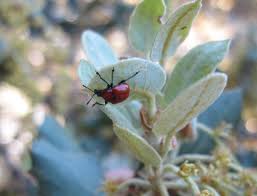 Attēlu rezultāti vaicājumam “Attelabus nitens”