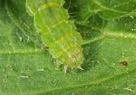 Attēlu rezultāti vaicājumam “Hypena proboscidalis”