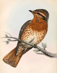Image result for Turdus naumanni